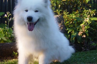 Molly, 4 years old
