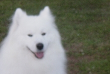 Molly