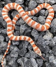 lampropeltis greeri hypo