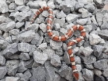 lampropeltis syspila hypo