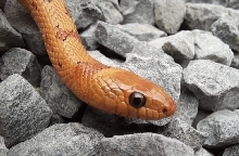 lampropeltis leonis leopard
