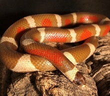 lampropeltis nelsoni T albino