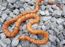 lampropeltis leonis leopard