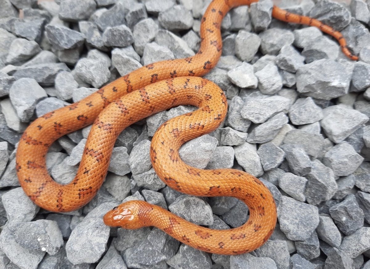 lampropeltis leonis leopard