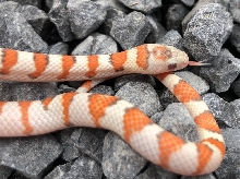 lampropeltis mexicana greeri hypo