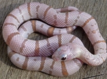 lampropeltis alterna black gap hypo