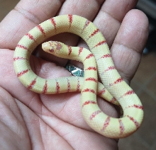 lampropeltis hybrid
