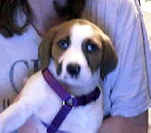 Our Sweet Little Girl