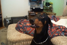 Odie Monster