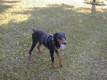 Odin After A Run