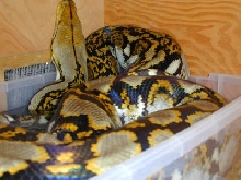 Noodle in Tub