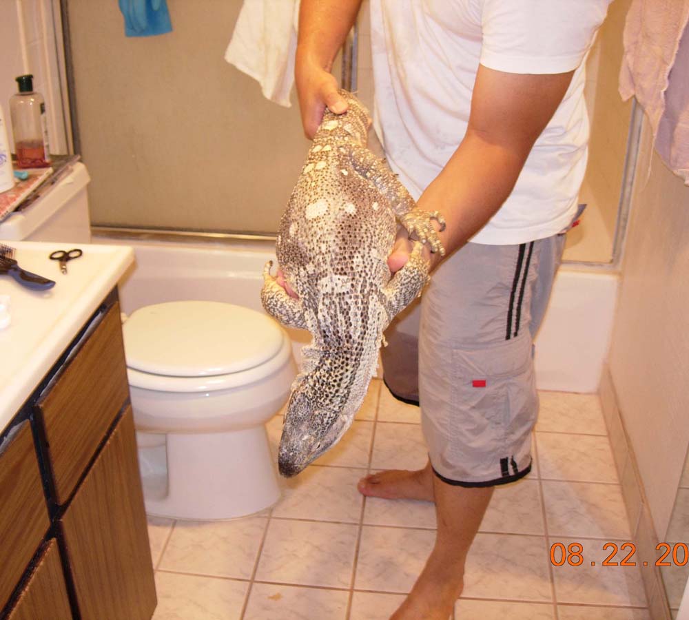 Rock after shower