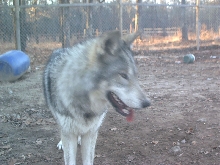 pandora artic wolf