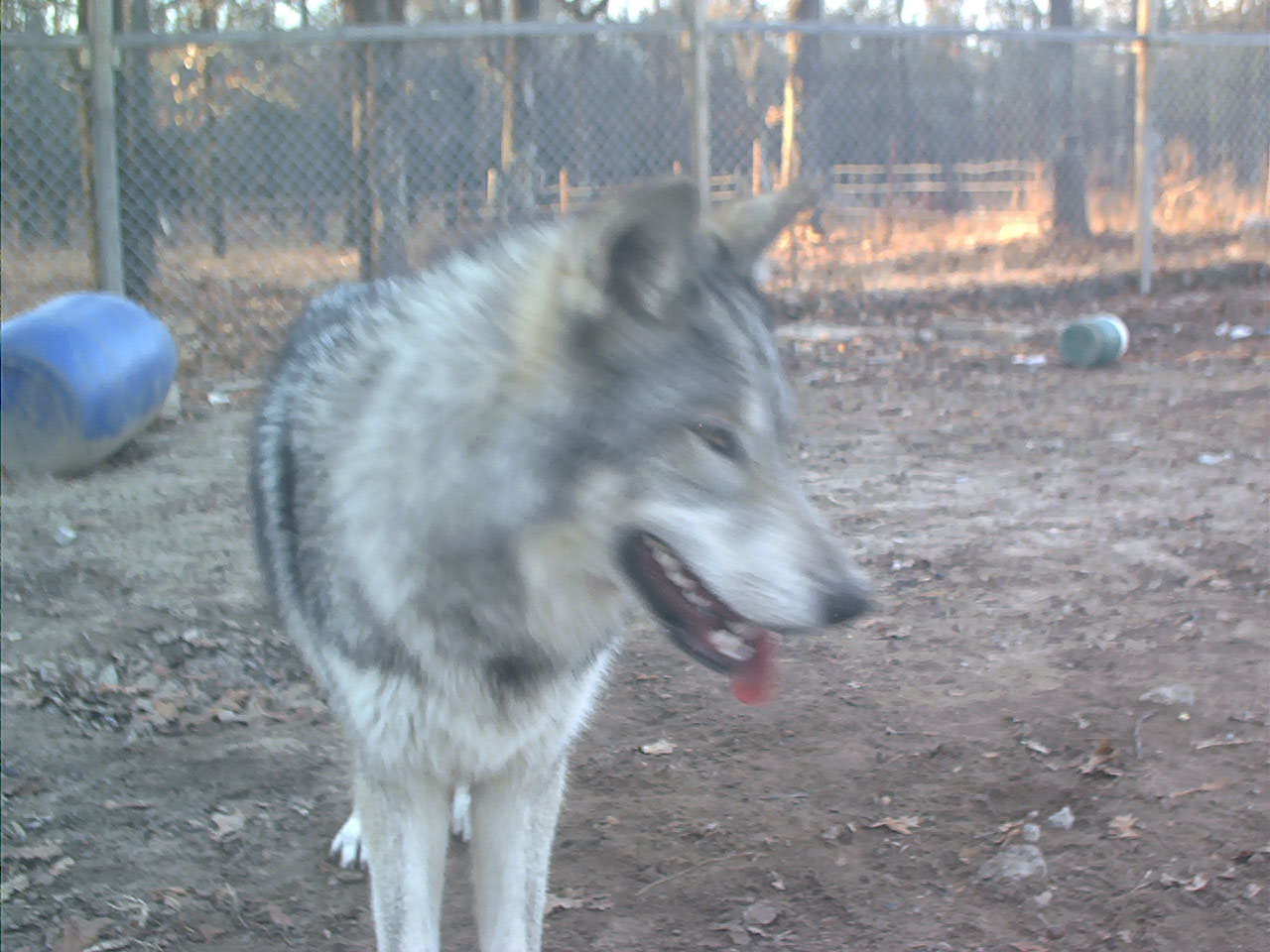 pandora artic wolf