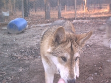 wolf
