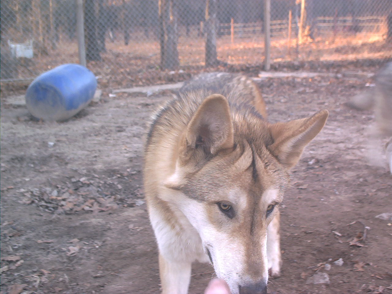 wolf