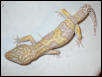 leopard gecko