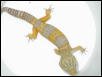 ALBINO MALE BREEDER