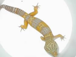 ALBINO MALE BREEDER
