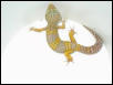 Albino male $100.00