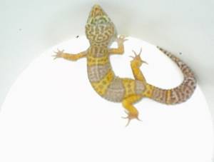 Albino male $100.00