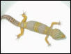 ALBINO MALE $100.00