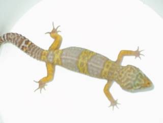 ALBINO MALE $100.00