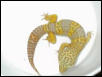 ALBINO MALE BREEDER