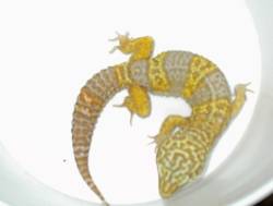 ALBINO MALE BREEDER