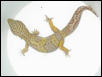 ALBINO MALE BREEDER