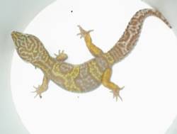 ALBINO MALE BREEDER