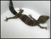 VERY DARK LEOPARD $BEST OFFER