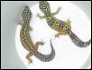 BREEDER FEMALE $50.00