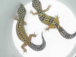 BREEDER FEMALE $50.00