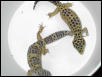 BREEDER FEMALE $50.00