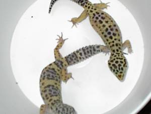BREEDER FEMALE $50.00