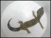 FEMALE BREEDERS