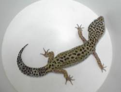 FEMALE BREEDERS