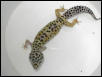 BREEDER FEMALE $50.00