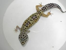 BREEDER FEMALE $50.00