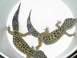 BREEDER FEMALE $50.00