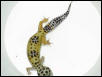BREEDER FEMALE $50.00