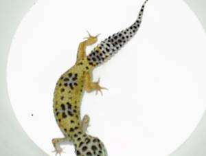 BREEDER FEMALE $50.00