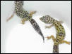 FEMALE BREEDERS