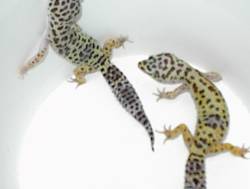 FEMALE BREEDERS