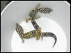 FEMALE BREEDERS