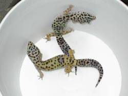 FEMALE BREEDERS