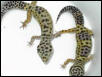 FEMALE BREEDERS