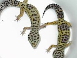 FEMALE BREEDERS