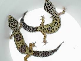 FEMALE BREEDERS